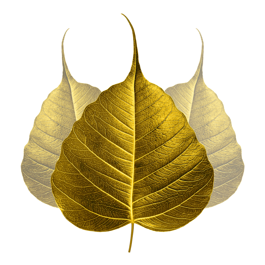 Bodhi Leaves