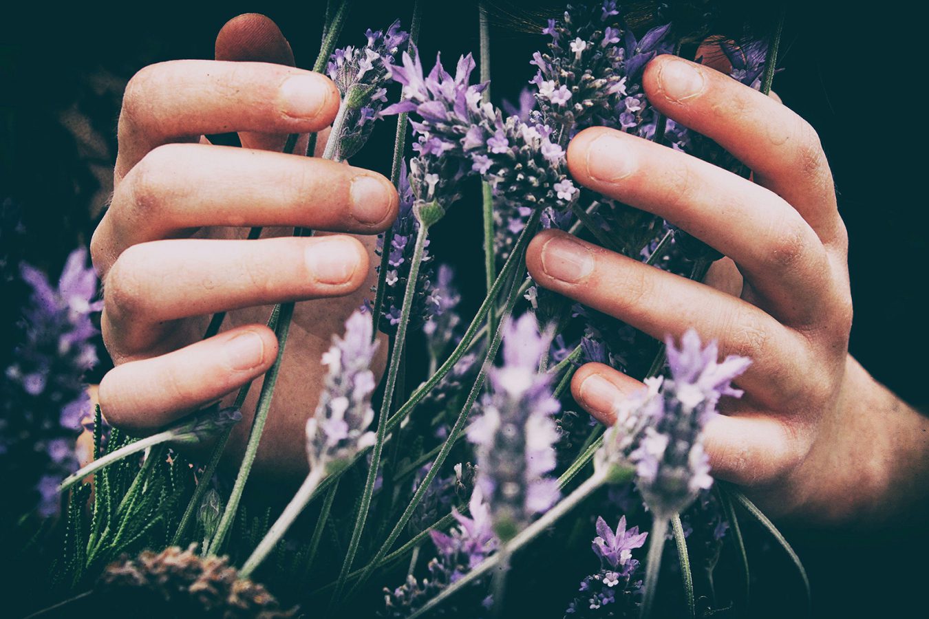 Hands holding lavender - Reiki healing